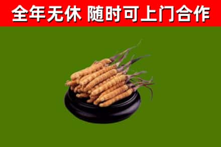 花都烟酒回收冬虫夏草.jpg